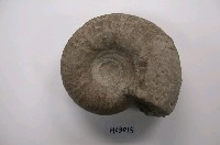 藏品(菊石化石)的圖片